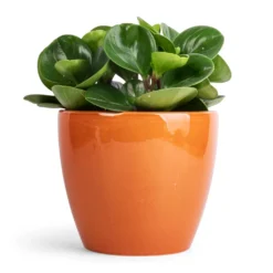 Peperomia Obtusifolia Green - Baby Rubber Plant -Outlet The Ever Sprout Store Peperomia obtusifolia Green Baby Rubber Plant 11x20cm Sven Plant Pot Mandarin 16x13cm ec74b063 61f6 45a2 bd6e a2e1b87bc3dc