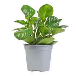 Peperomia Obtusifolia Green - Baby Rubber Plant -Outlet The Ever Sprout Store Peperomia obtusifolia Green Baby Rubber Plant 14x20cm