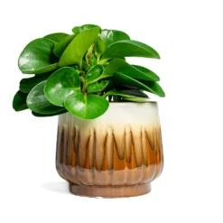 Peperomia Obtusifolia Green - Baby Rubber Plant -Outlet The Ever Sprout Store Peperomia obtusifolia Green Baby Rubber Plant 14x20cm Alice Plant Pot Caramel 18x16cm