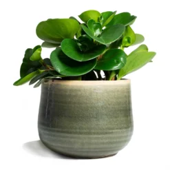 Peperomia Obtusifolia Green - Baby Rubber Plant -Outlet The Ever Sprout Store Peperomia obtusifolia Green Baby Rubber Plant 14x20cm Iris Plant Pot Moss Grey 18x15cm
