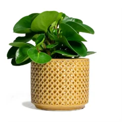 Peperomia Obtusifolia Green - Baby Rubber Plant