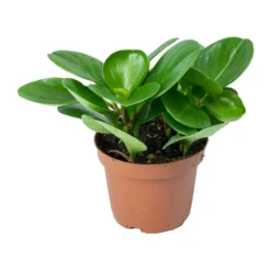 Peperomia Obtusifolia Green - Baby Rubber Plant -Outlet The Ever Sprout Store Peperomia obtusifolia Green Baby Rubber Plant