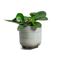 Peperomia Clusiifolia Red Margin - Red Edged Radiator Plant -Outlet The Ever Sprout Store Peperomia obtusifolia Green Baby Rubber Plant Denise Plant Pot Off White