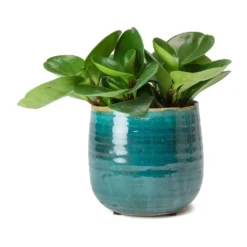 Peperomia Obtusifolia Green - Baby Rubber Plant -Outlet The Ever Sprout Store Peperomia obtusifolia Green Baby Rubber Plant Iris Turquoise Plant Pot