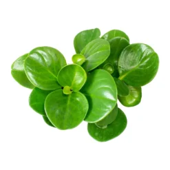 Peperomia Obtusifolia Green - Baby Rubber Plant -Outlet The Ever Sprout Store Peperomia obtusifolia Green Baby Rubber Plant Leaves