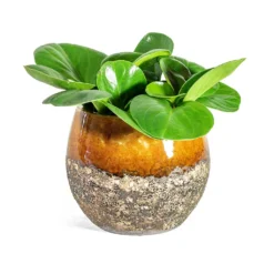 Peperomia Obtusifolia Green - Baby Rubber Plant -Outlet The Ever Sprout Store Peperomia obtusifolia Green Baby Rubber Plant Lindy Plant Pot Ochre 02f52615 74bd 4bbf 801c 3ce417669252
