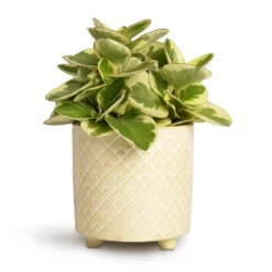 Peperomia Obtusifolia Obtipan Bicolor -Outlet The Ever Sprout Store Peperomia obtusifolia Obtipan Bicolor 12x20cm Bilbao Plant Pot Pale Jade 14x14cm
