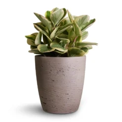 Peperomia Obtusifolia Obtipan Bicolor -Outlet The Ever Sprout Store Peperomia obtusifolia Obtipan Bicolor 12x20cm Gerben Plant Pot Grey Washed 15x16cm 82796cb9 8275 47a0 bc86 32e841e32374