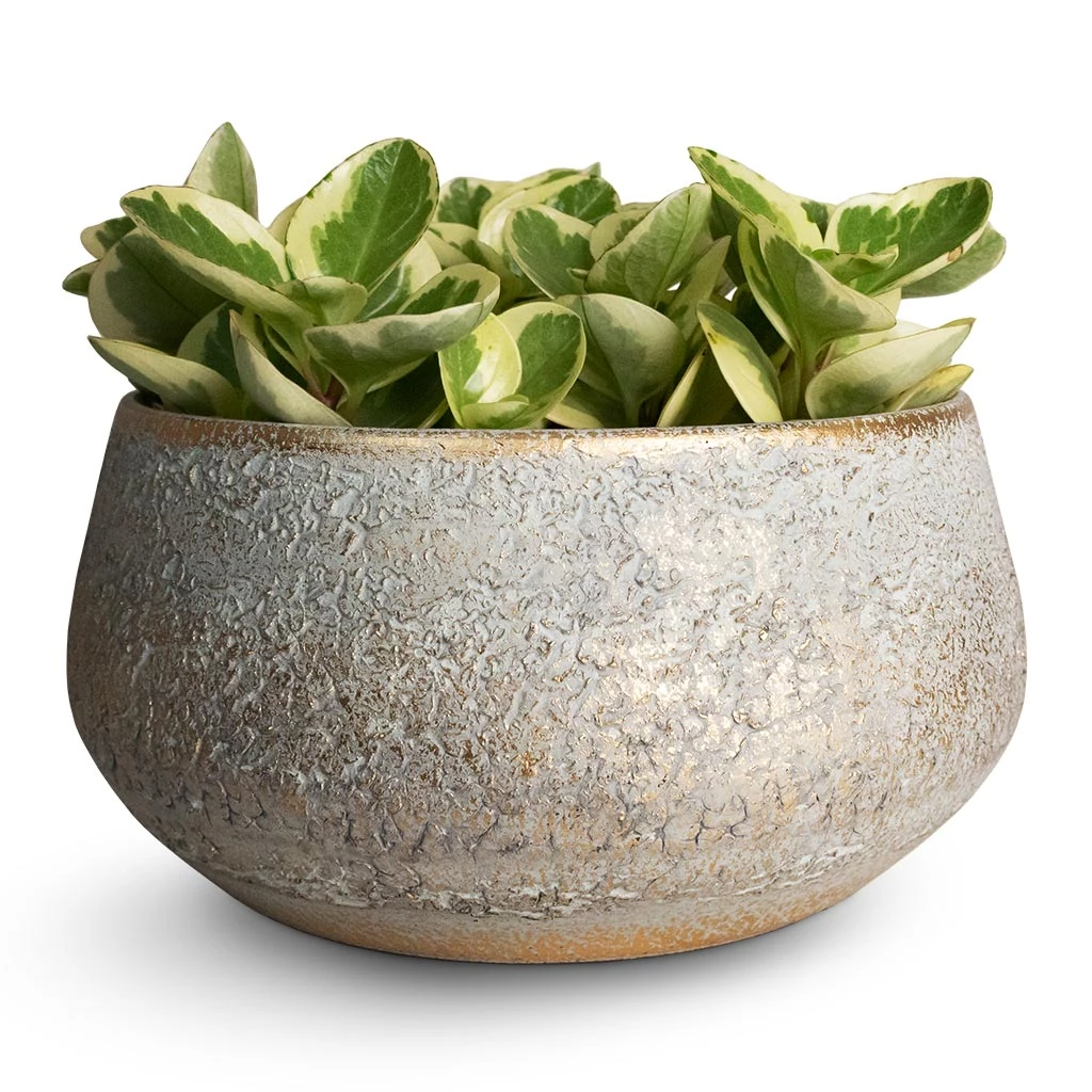 Noor Plant Bowl - Metallic Grey 3 Noor Plant Bowl - Metallic Grey - Image 3