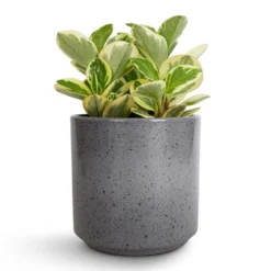 Peperomia Obtusifolia Obtipan Bicolor -Outlet The Ever Sprout Store Peperomia obtusifolia Obtipan Bicolor 12x20cm Remmi Glaze Plant Pot Grey 14x14cm 06be5a2f e04b 4b9f 9743 9c2e146f0009