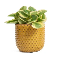Peperomia Obtusifolia Obtipan Bicolor -Outlet The Ever Sprout Store Peperomia obtusifolia Obtipan Bicolor Bolino Plant Pot Yellow