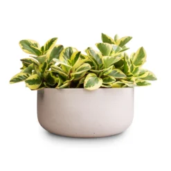 Peperomia Obtusifolia Obtipan Bicolor -Outlet The Ever Sprout Store Peperomia obtusiifolia Jelly Variegated Optiban Bicolor Radiator Plant 12x25cm 3 x plants Eav Refined Plant Bowl Natural White 27x11.5cm