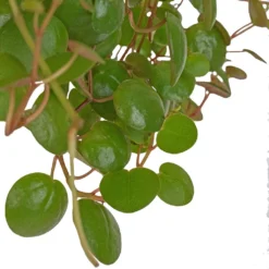 Peperomia Prostrata Pepperspot - String Of Coins -Outlet The Ever Sprout Store Peperomia prostrata Pepperspot String of Coins 11x25cm 2