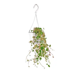 Peperomia Prostrata Pepperspot - String Of Coins -Outlet The Ever Sprout Store Peperomia prostrata Pepperspot String of Coins 11x25cm