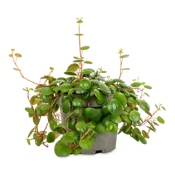 Peperomia Prostrata Pepperspot - String Of Coins -Outlet The Ever Sprout Store Peperomia prostrata Pepperspot String of Coins 11x25cm 4