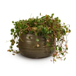 Peperomia Prostrata Pepperspot - String Of Coins -Outlet The Ever Sprout Store Peperomia prostrata Pepperspot String of Coins 15x20cm Iris Plant Pot Moss Grey 21x17cm