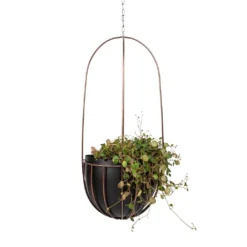 Peperomia Prostrata Pepperspot - String Of Coins -Outlet The Ever Sprout Store Peperomia prostrata Pepperspot String of Coins 15x20cm Kensington Tall Hanging Plant Pot Copper 24x60cm 672bbbc4 96e2 4b18 834e 955d12da58c3