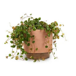 Peperomia Prostrata Pepperspot - String Of Coins -Outlet The Ever Sprout Store Peperomia prostrata Pepperspot String of Coins 15x20cm Suze Plant Pot Pink 17x16cm