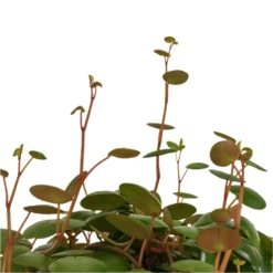 Peperomia Prostrata Pepperspot - String Of Coins -Outlet The Ever Sprout Store Peperomia prostrata Pepperspot String of Coins DETAIL