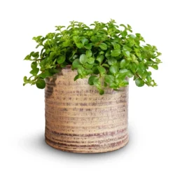 Hera Plant Pot - Ivory -Outlet The Ever Sprout Store Peperomia rotundifolia Trailing Jade Plant 15x25cm Hera Plant Pot Ivory 2