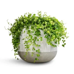 Pax Plant Pot - Ridged White Stripe -Outlet The Ever Sprout Store Peperomia rotundifolia Trailing Jade Plant 28x50cm Pax Plant Pot Ridged White Stripe 40x36cm 2 984ef851 7643 4afb a165 7fc6a1373102