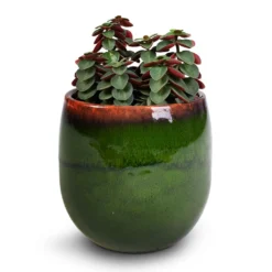 Peperomia Verticillata Red Log 10 Peperomia Verticillata Red Log -Outlet The Ever Sprout Store Peperomia verticillata Red Log 11x15cm Charlotte Plant Pot Green 15x13cm imageoptim