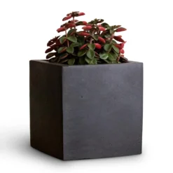 Peperomia Verticillata Red Log 11 Peperomia Verticillata Red Log -Outlet The Ever Sprout Store Peperomia verticillata Red Log 11x15cm Fleur Natural Planter Black 15x15x15cm