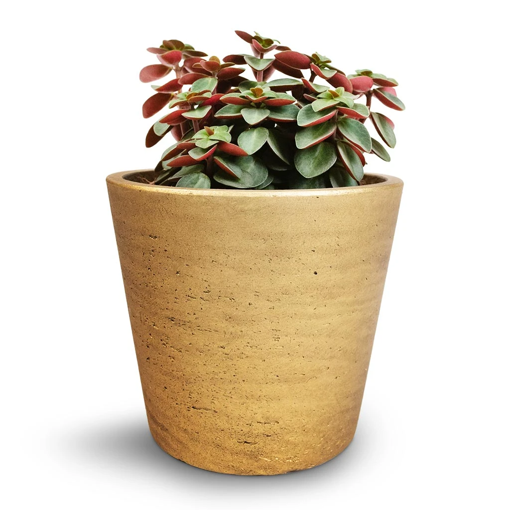 Peperomia Verticillata Red Log 5 Peperomia Verticillata Red Log - Image 5