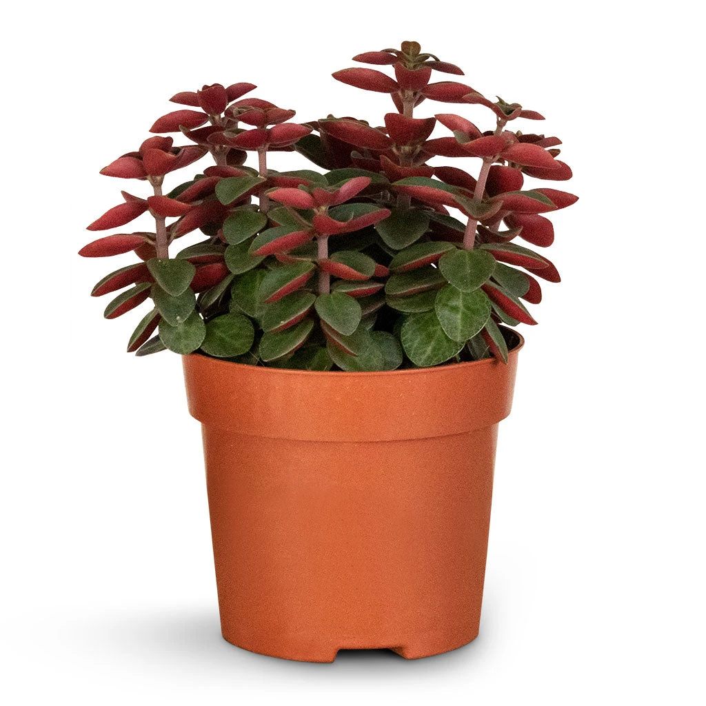 Peperomia Verticillata Red Log 2 Peperomia Verticillata Red Log - Image 2