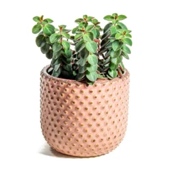 Peperomia Verticillata Red Log 13 Peperomia Verticillata Red Log -Outlet The Ever Sprout Store Peperomia verticillata Red Log Bolino Plant Pot Pale Rose