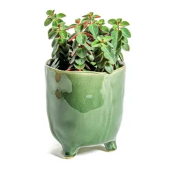 Peperomia Verticillata Red Log 14 Peperomia Verticillata Red Log -Outlet The Ever Sprout Store Peperomia verticillata Red Log Kaat Plant Pot Green