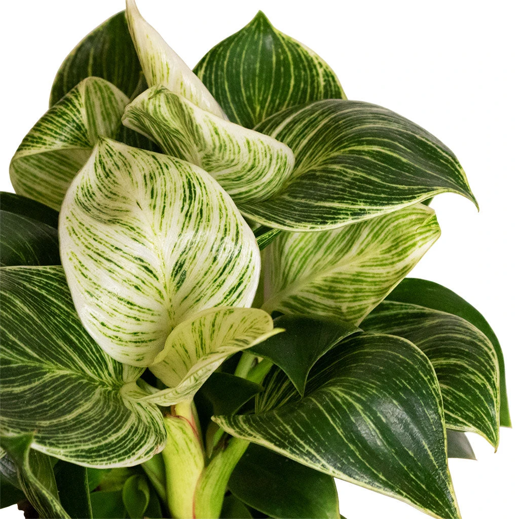 Philodendron Birkin - White Wave 4 Philodendron Birkin - White Wave - Image 4