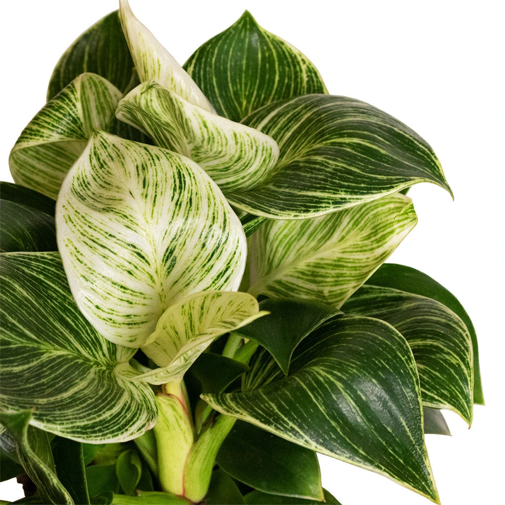 Philodendron Birkin - White Wave 16 Philodendron Birkin - White Wave - Image 16