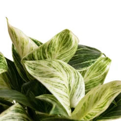 Philodendron Birkin - White Wave 27 Philodendron Birkin - White Wave -Outlet The Ever Sprout Store Philodendron Birkin White Wave 11x20cm 3