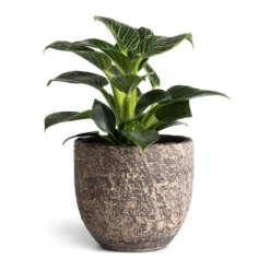 Philodendron Birkin - White Wave 26 Philodendron Birkin - White Wave -Outlet The Ever Sprout Store Philodendron Birkin White Wave 11x20cm Cas Plant Pot Sahara 15x13cm