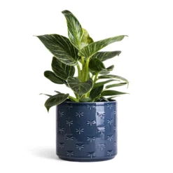 Philodendron Birkin - White Wave 31 Philodendron Birkin - White Wave -Outlet The Ever Sprout Store Philodendron Birkin White Wave 12x25cm Arley Plant Pot Blue Dragonfly 14.5x15.5cm