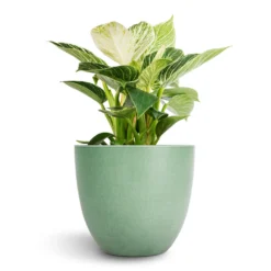 Philodendron Birkin - White Wave 22 Philodendron Birkin - White Wave -Outlet The Ever Sprout Store Philodendron Birkin White Wave 12x25cm Bola Artstone Plant Pot Thyme 17x15cm 2