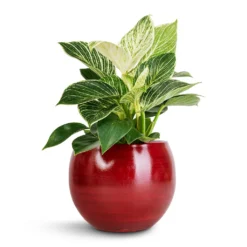 Philodendron Birkin - White Wave 25 Philodendron Birkin - White Wave -Outlet The Ever Sprout Store Philodendron Birkin White Wave 12x25cm Cresta Plant Pot Deep Red 17x13cm 209458b7 64ad 46b5 9bc0 1bb93b519f01