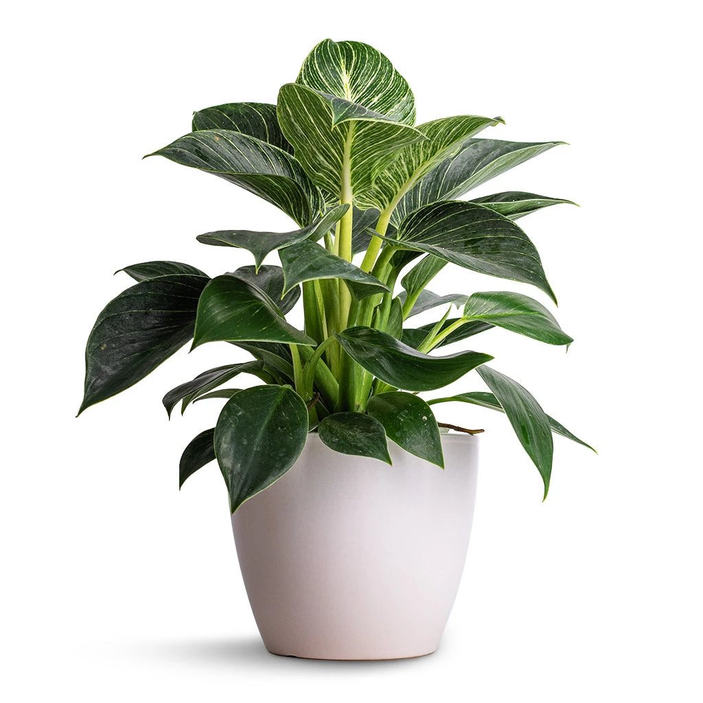Philodendron Birkin - White Wave 1 Philodendron Birkin - White Wave