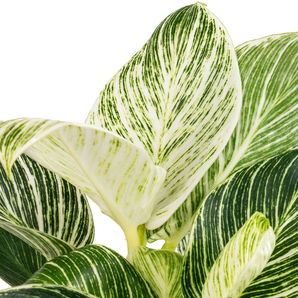 Philodendron Birkin - White Wave 2 Philodendron Birkin - White Wave - Image 2