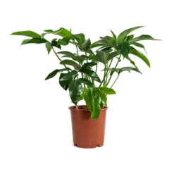 Philodendron Green Wonder -Outlet The Ever Sprout Store Philodendron Green Wonder 24cm