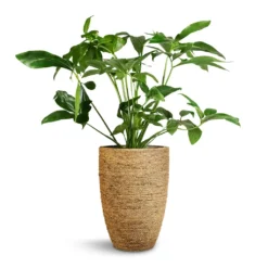 Philodendron Green Wonder -Outlet The Ever Sprout Store Philodendron Green Wonder 24x80cm Ben Plant Pot Straw Grass 30x41cm