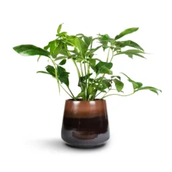 Philodendron Green Wonder -Outlet The Ever Sprout Store Philodendron Green Wonder 24x80cm Joah Plant Pot Truffle 33x28cm