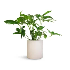 Philodendron Green Wonder -Outlet The Ever Sprout Store Philodendron Green Wonder 24x80cm Max Refined Planter Natural White 29x29.5cm