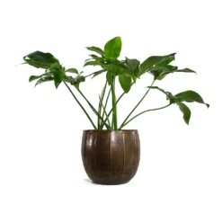 Philodendron Green Wonder -Outlet The Ever Sprout Store Philodendron Green Wonder Gusto Metal Plant Pots Set of 3 Old Brown