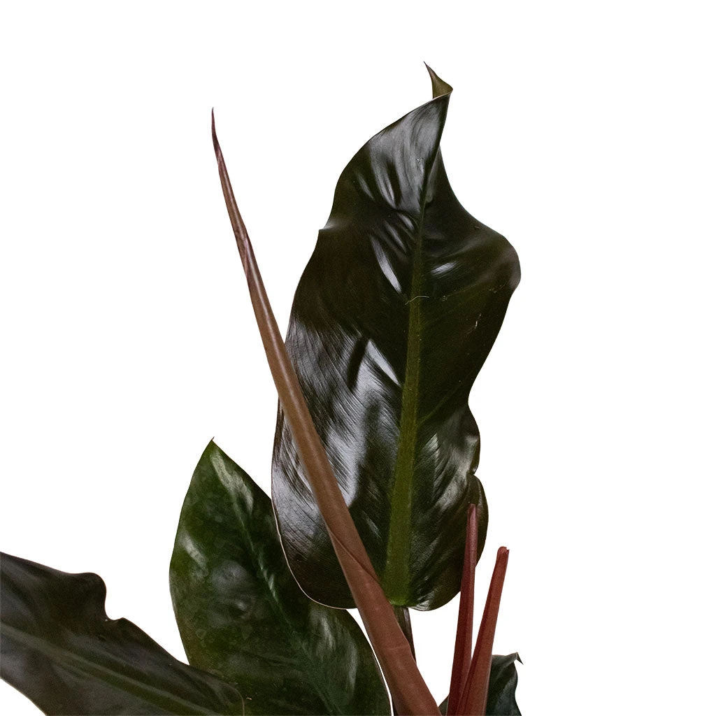 Philodendron Imperial Red 2 Philodendron Imperial Red - Image 2