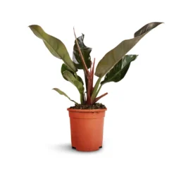 Philodendron Imperial Red 17 Philodendron Imperial Red -Outlet The Ever Sprout Store Philodendron Imperial Red 17x50cm 2