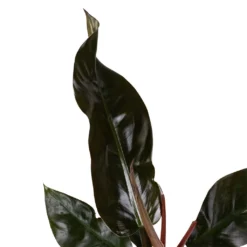 Philodendron Imperial Red 20 Philodendron Imperial Red -Outlet The Ever Sprout Store Philodendron Imperial Red 17x50cm 2 e8fdfc92 0f4f 44a8 9630 c2b4c949d33d