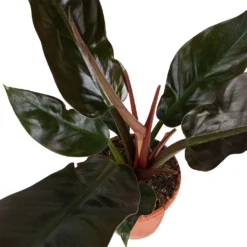 Philodendron Imperial Red 23 Philodendron Imperial Red -Outlet The Ever Sprout Store Philodendron Imperial Red 17x50cm 3