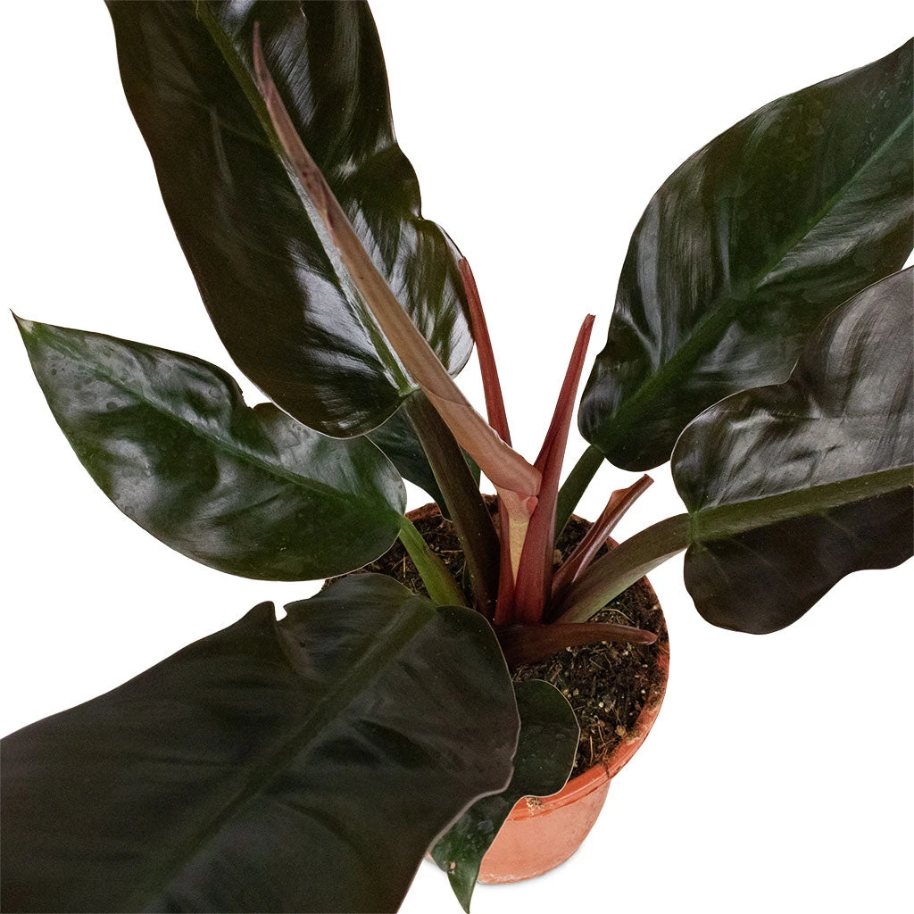 Philodendron Imperial Red 10 Philodendron Imperial Red - Image 10